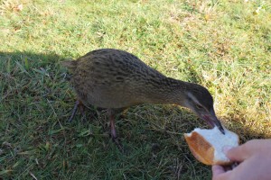 Nelson - Abel Tasman NP-058